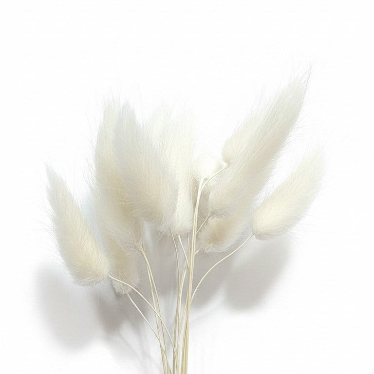 Ramo de flores secas Vallia Repostería de colas de conejo blancas con textura aterciopelada sobre fondo blanco