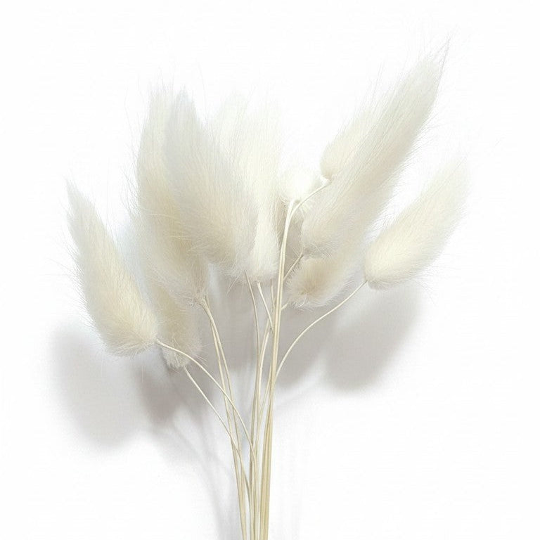Ramo de flores secas Vallia Repostería de colas de conejo blancas con textura aterciopelada sobre fondo blanco