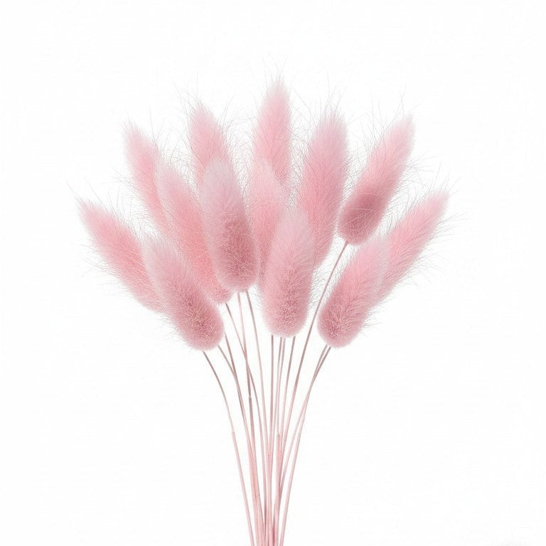 Ramo de flores secas Vallia Repostería de colas de conejo color rosa en un jarrón de vidrio sobre fondo blanco